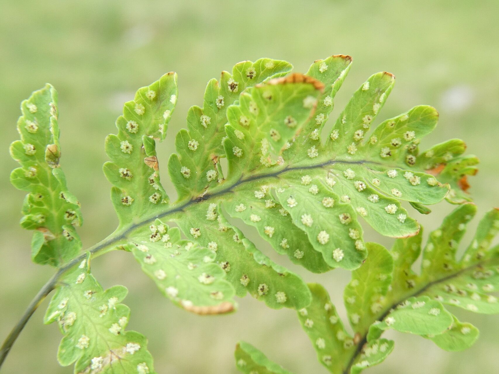 Gymnocarpium dryopteris fruit