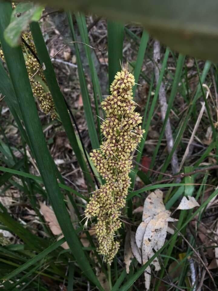 Lomandra longifolia flower