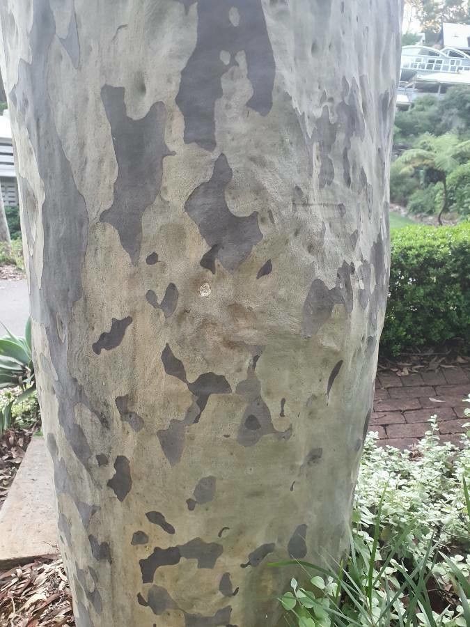 Eucalyptus saligna — search result for 'Eucalyptus'