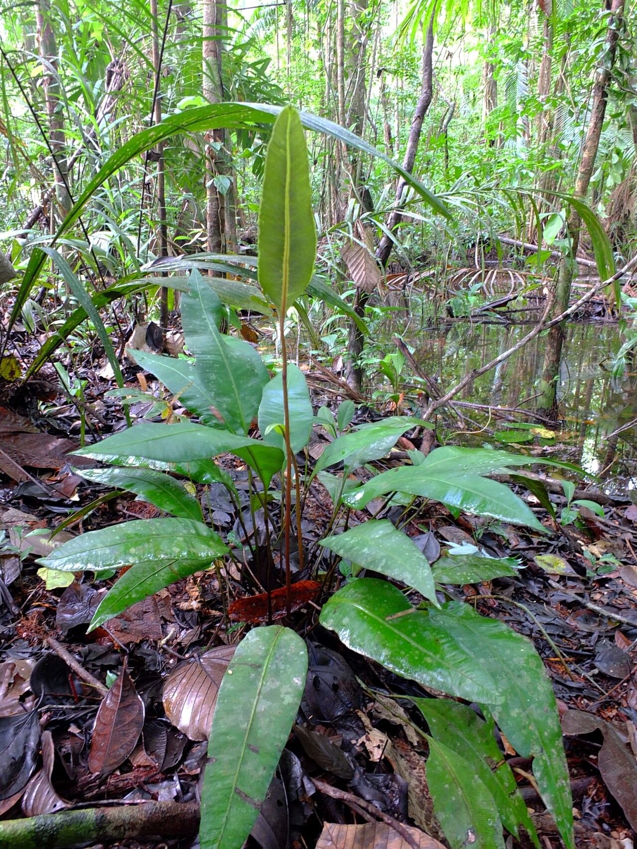 Danaea simplicifolia habit