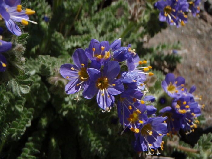 Polemonium chartaceum — search result for 'Polemonium'