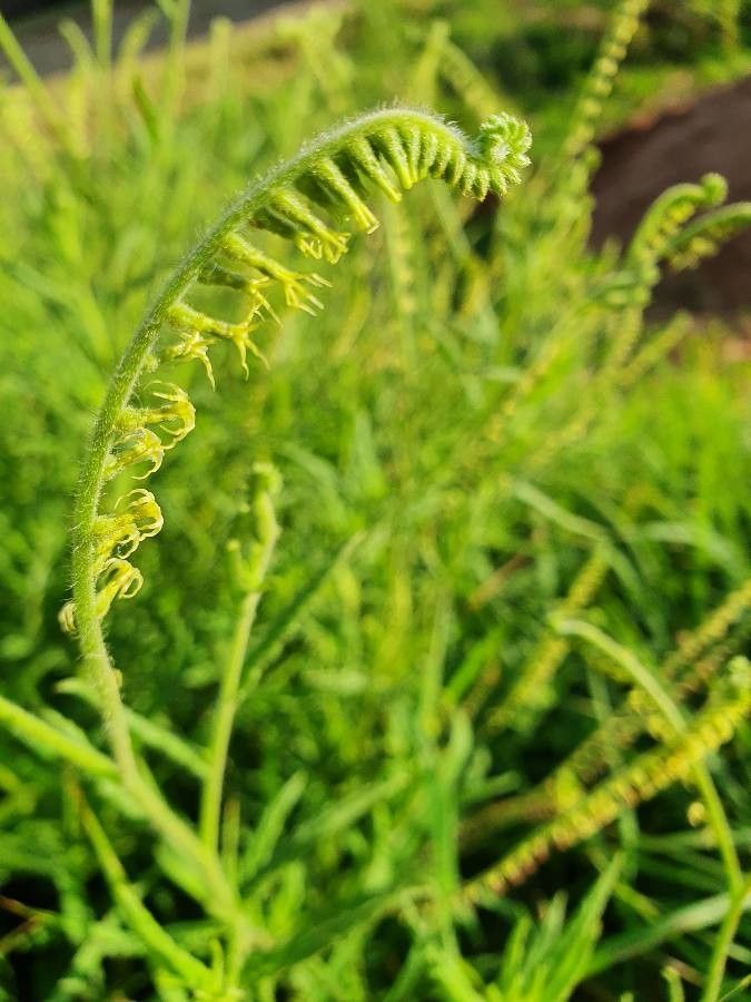 Heliotropium zeylanicum flower