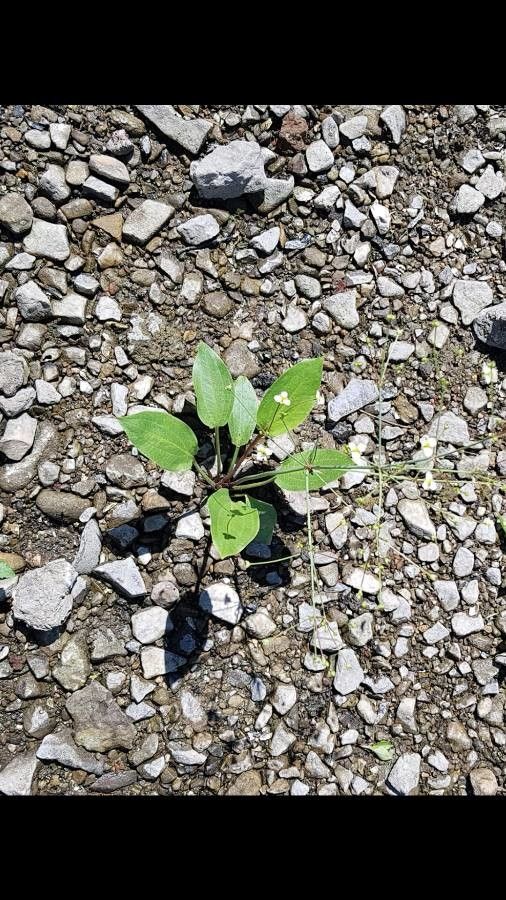Alisma triviale flower