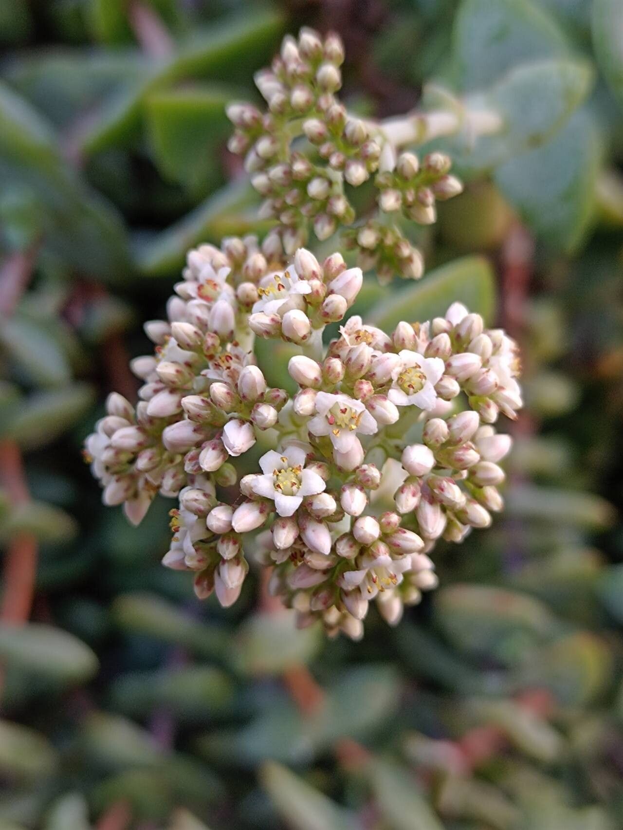 Crassula sladenii flower