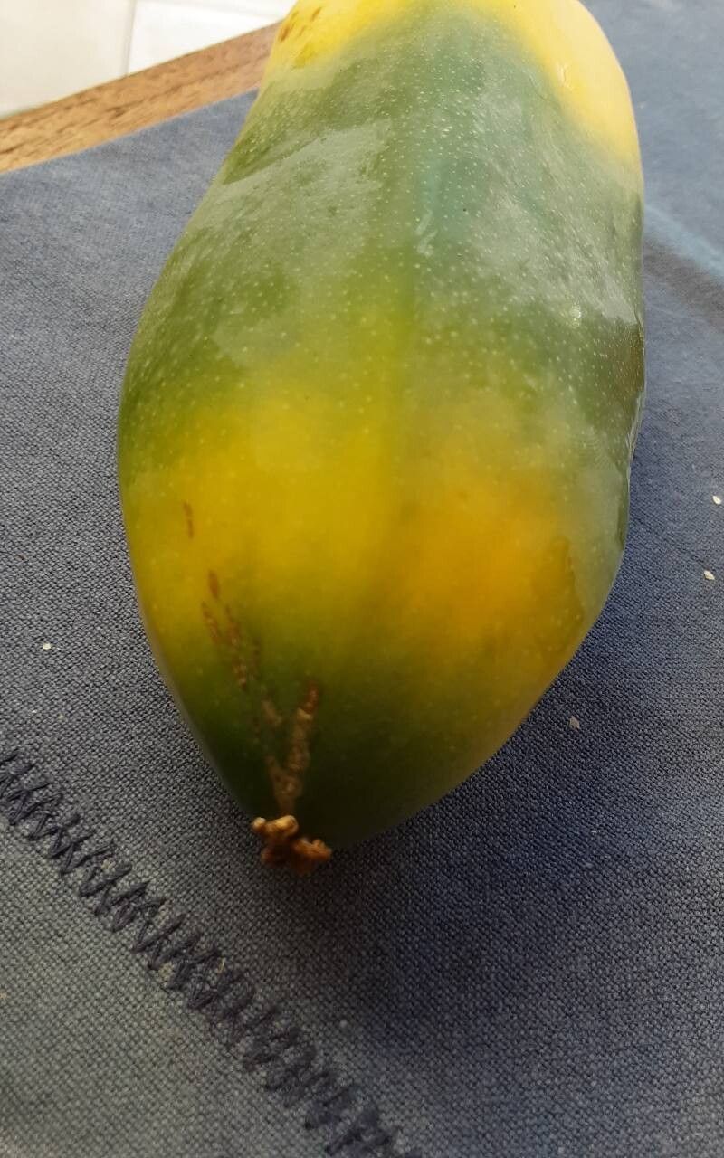 Vasconcellea × pentagona fruit