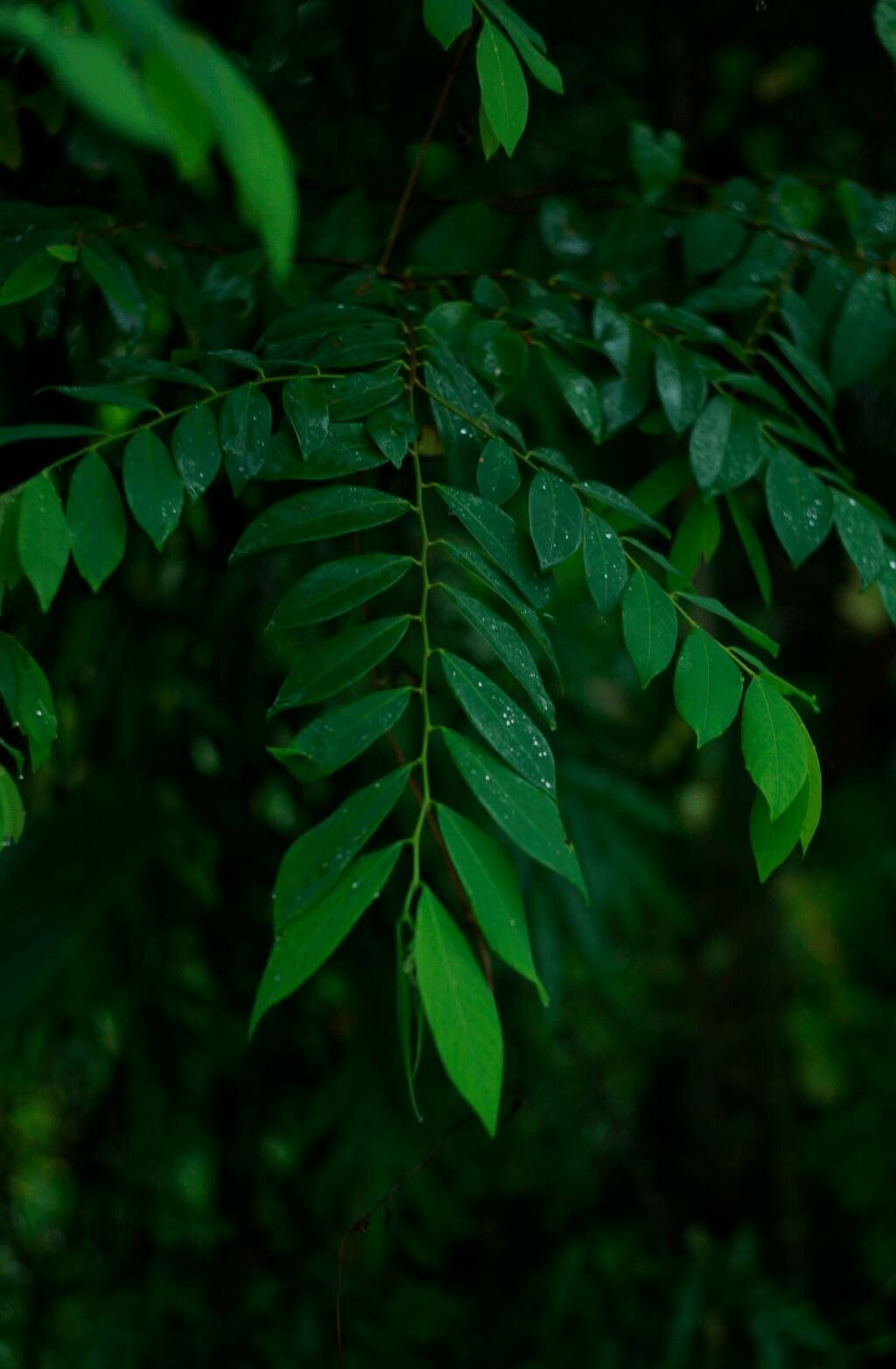 Bridelia tomentosa leaf