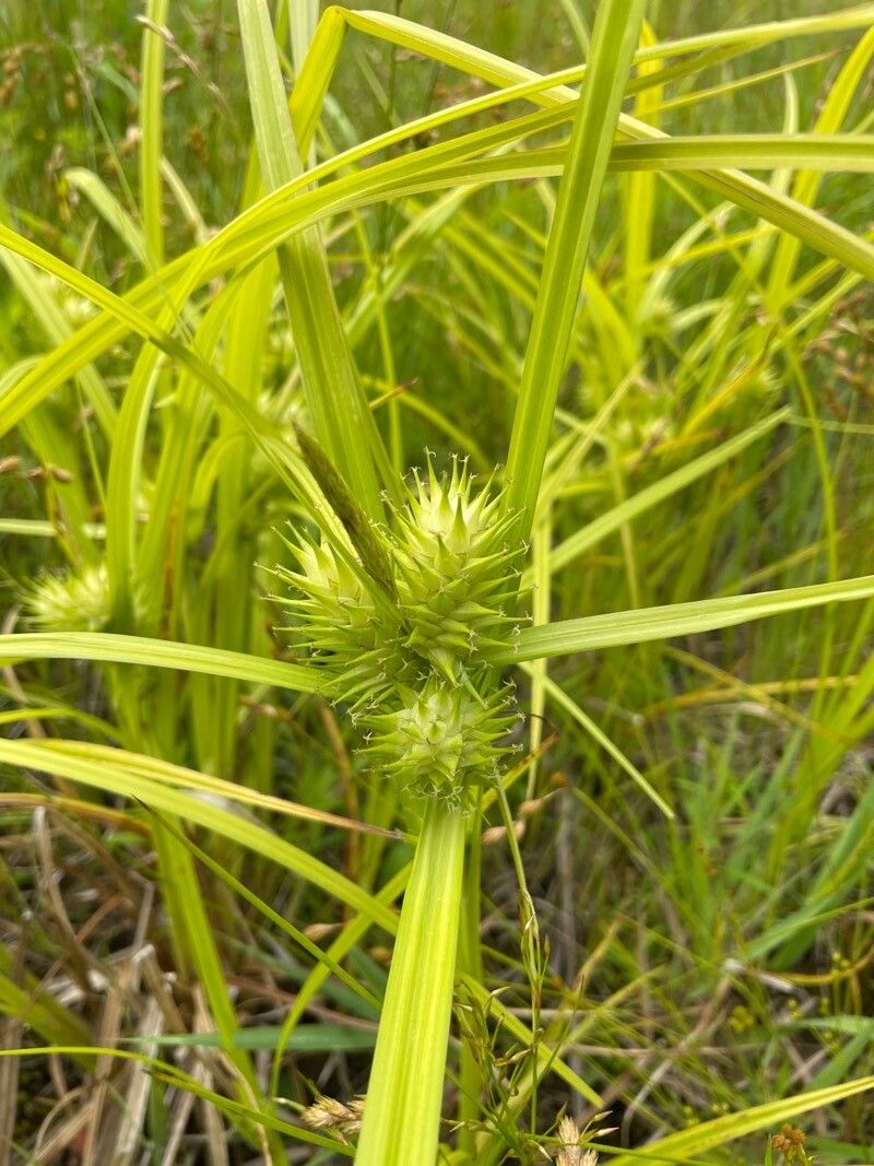 Carex lupulina