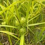 Carex lupulina