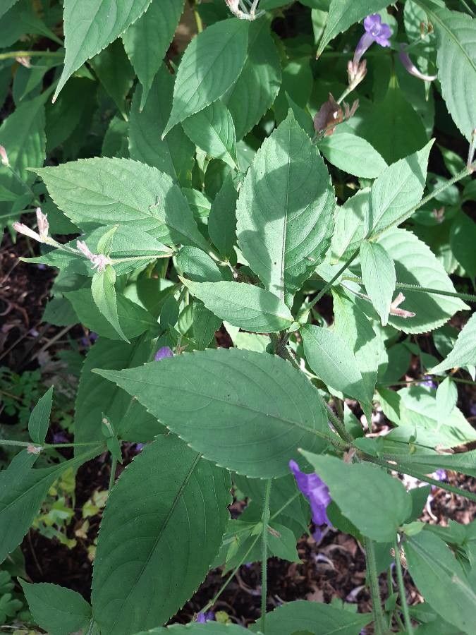 Strobilanthes pentastemonoides leaf