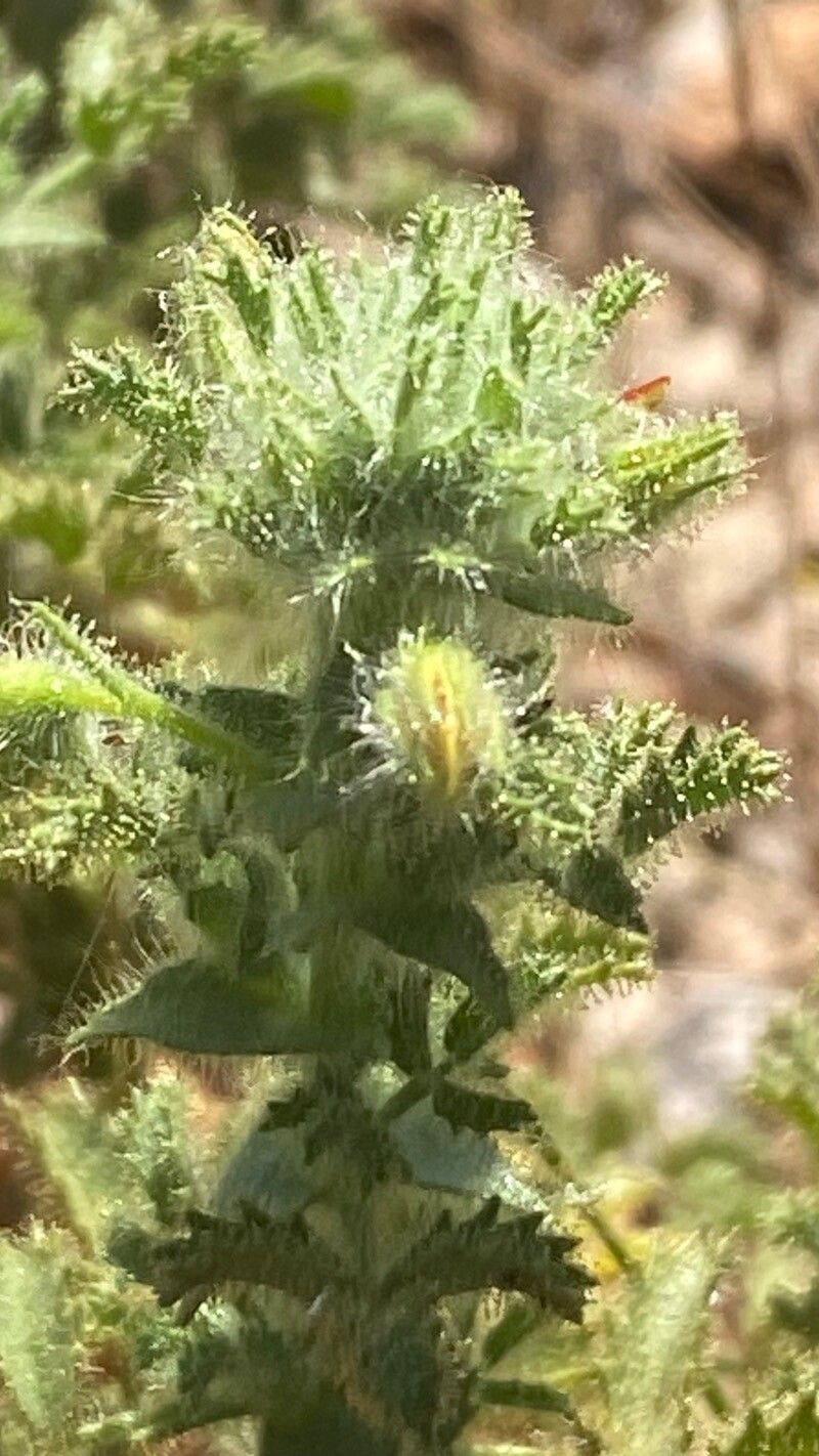 Ononis ramosissima leaf