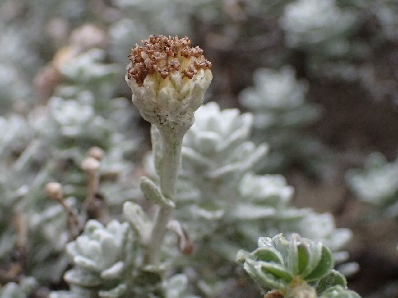 Achillea maritima fruit