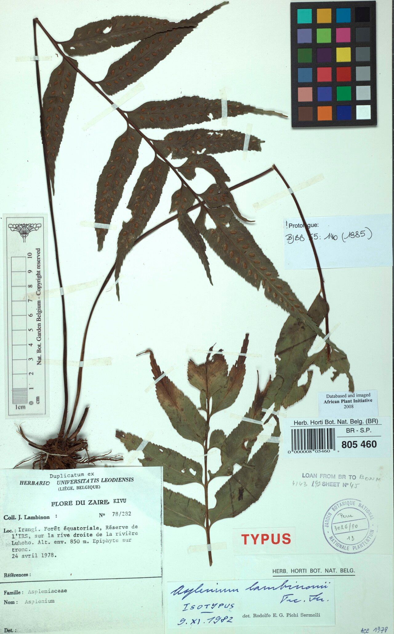 Asplenium lambinonii — houseplant care guide