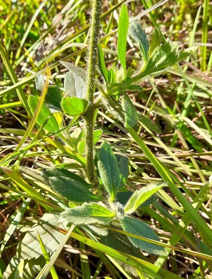 Campuloclinium macrocephalum leaf