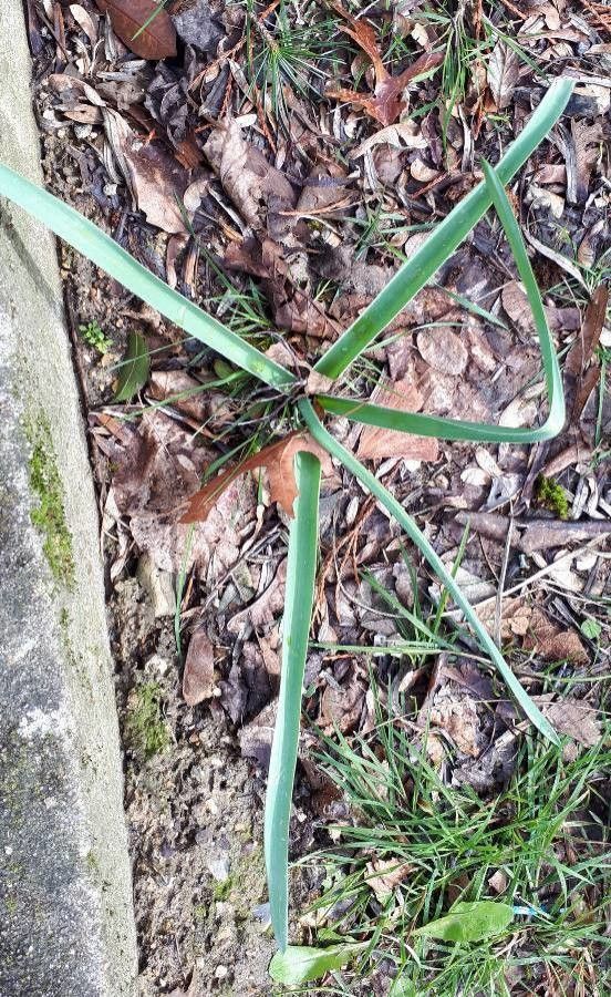 Manfreda virginica — search result for 'Agave'