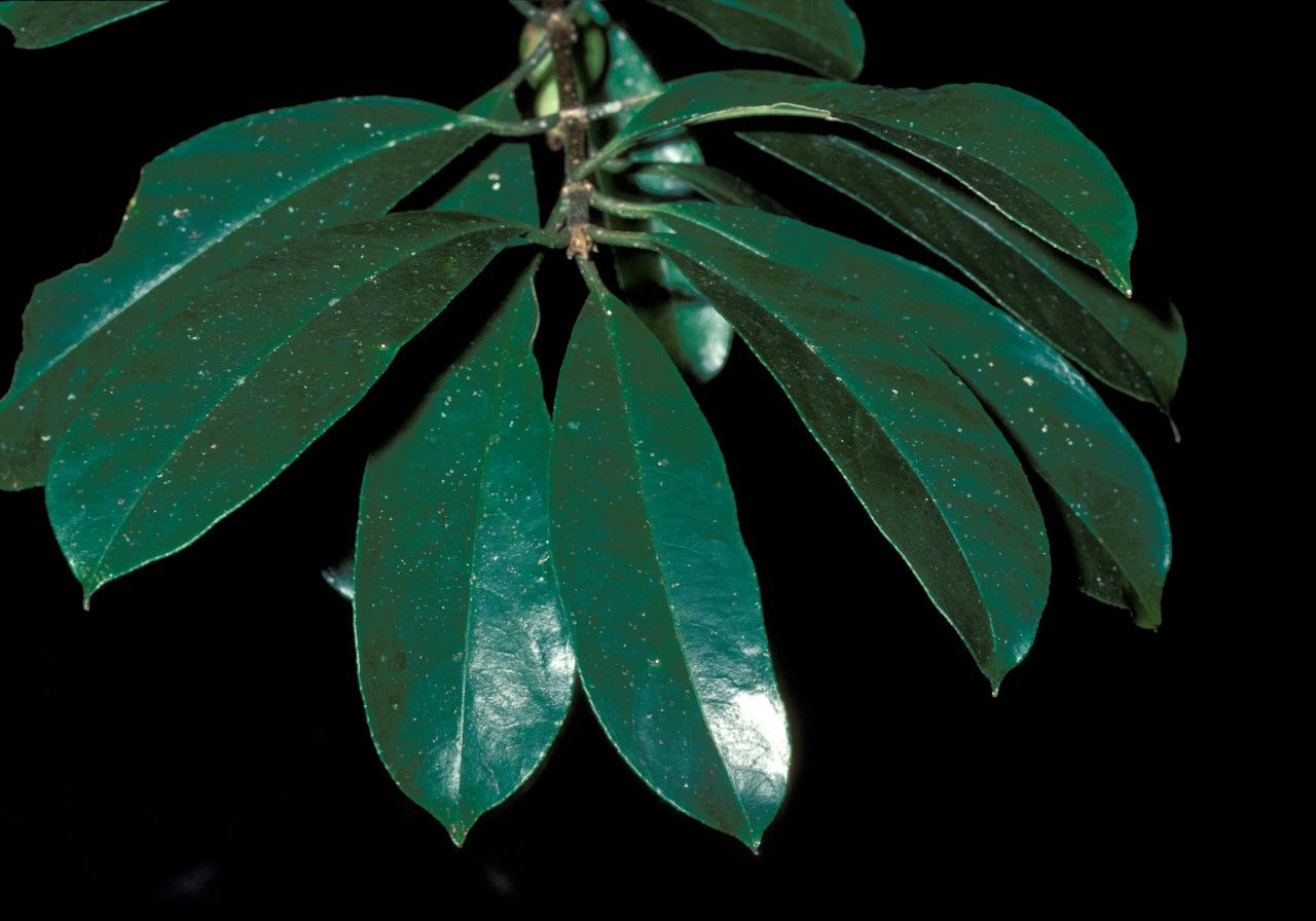 Pellacalyx yunnanensis bark