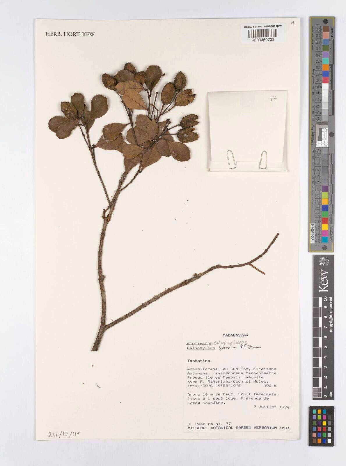Calophyllum fibrosum — search result for 'Calophyllum'