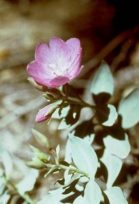 Epilobium rigidum — search result for 'Epilobium'