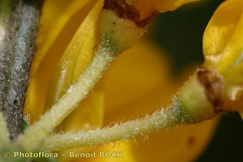 Cytisus ardoinoi bark