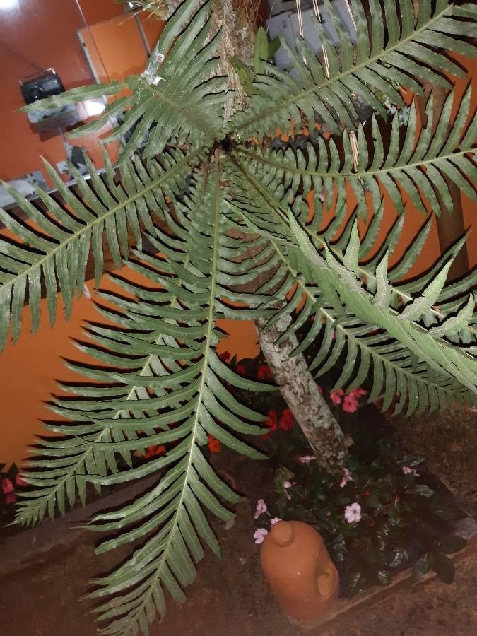 Ptisana attenuata leaf