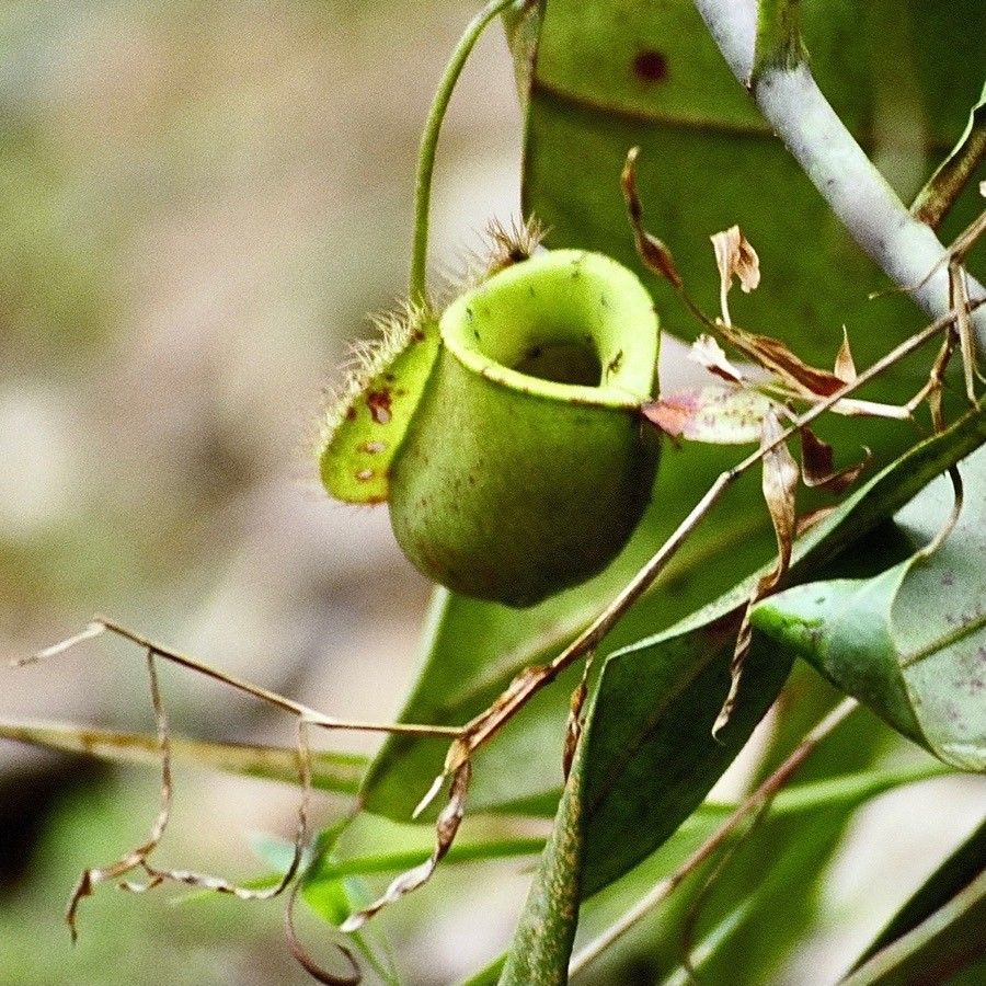 Nepenthes ampullaria flower