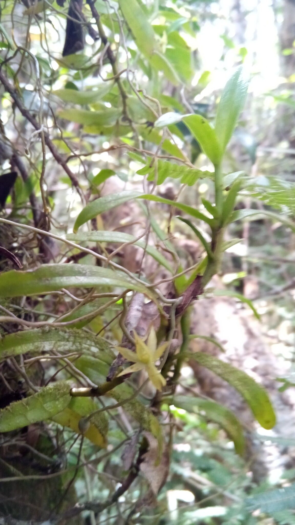 Angraecum chermezonii flower