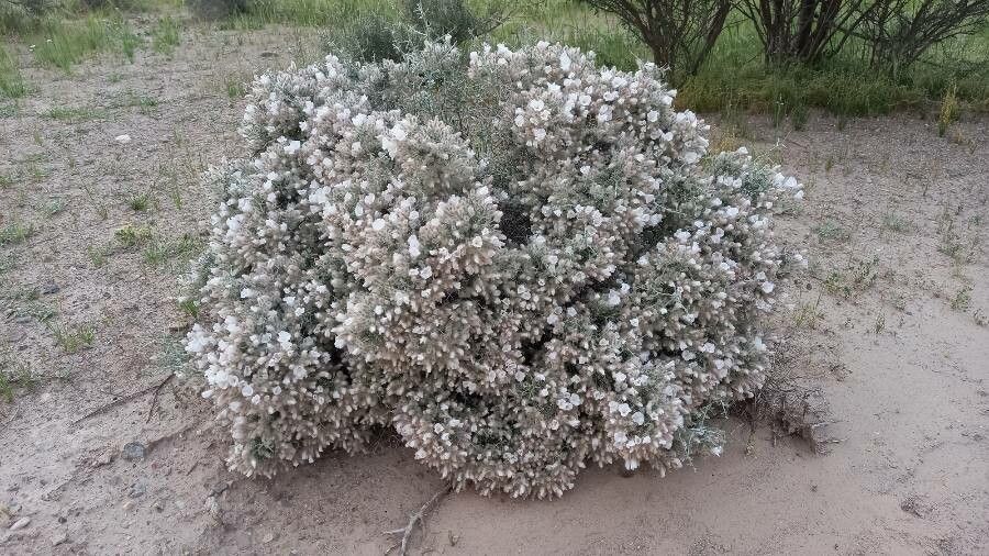 Convolvulus tauricus habit