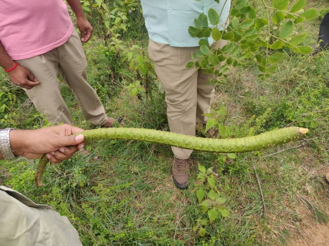 Stereospermum chelonoides fruit