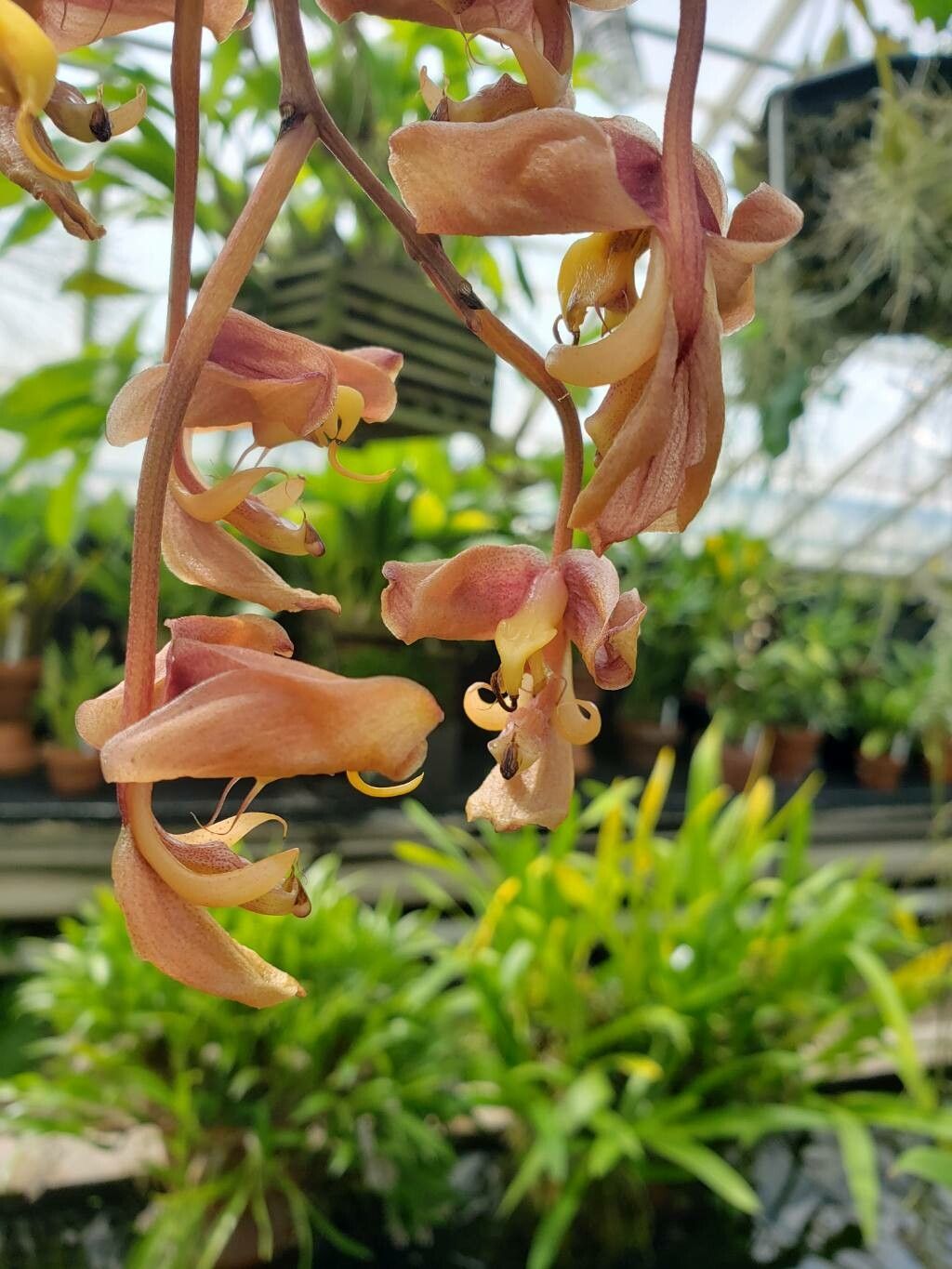 Gongora sanderiana — search result for 'Gongora'