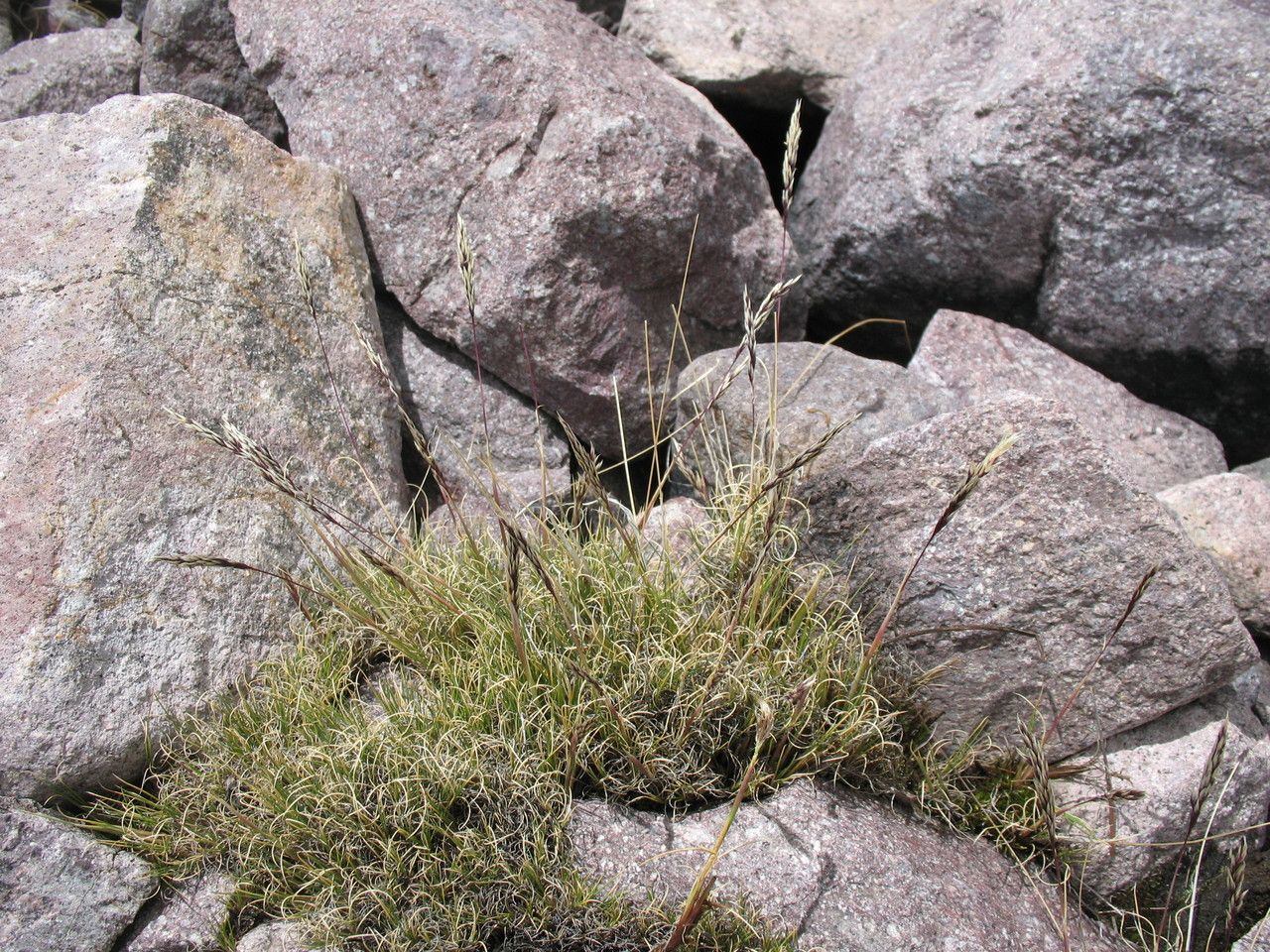 Cinnagrostis curvula — related species from the same genus