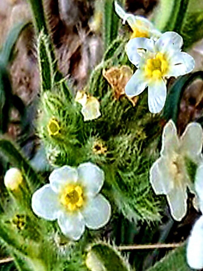 Oreocarya flavoculata — related species from the same genus