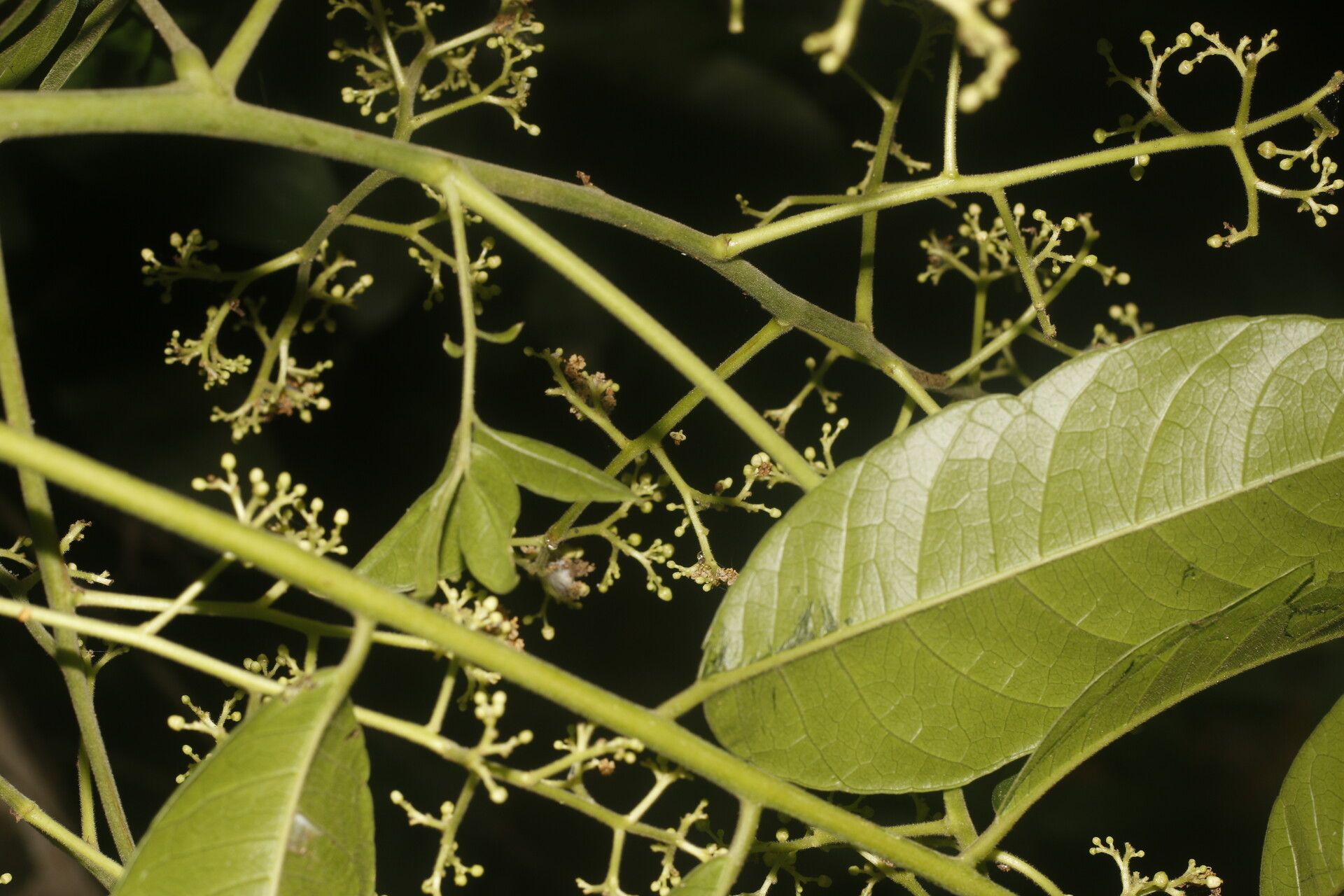Spondias radlkoferi flower