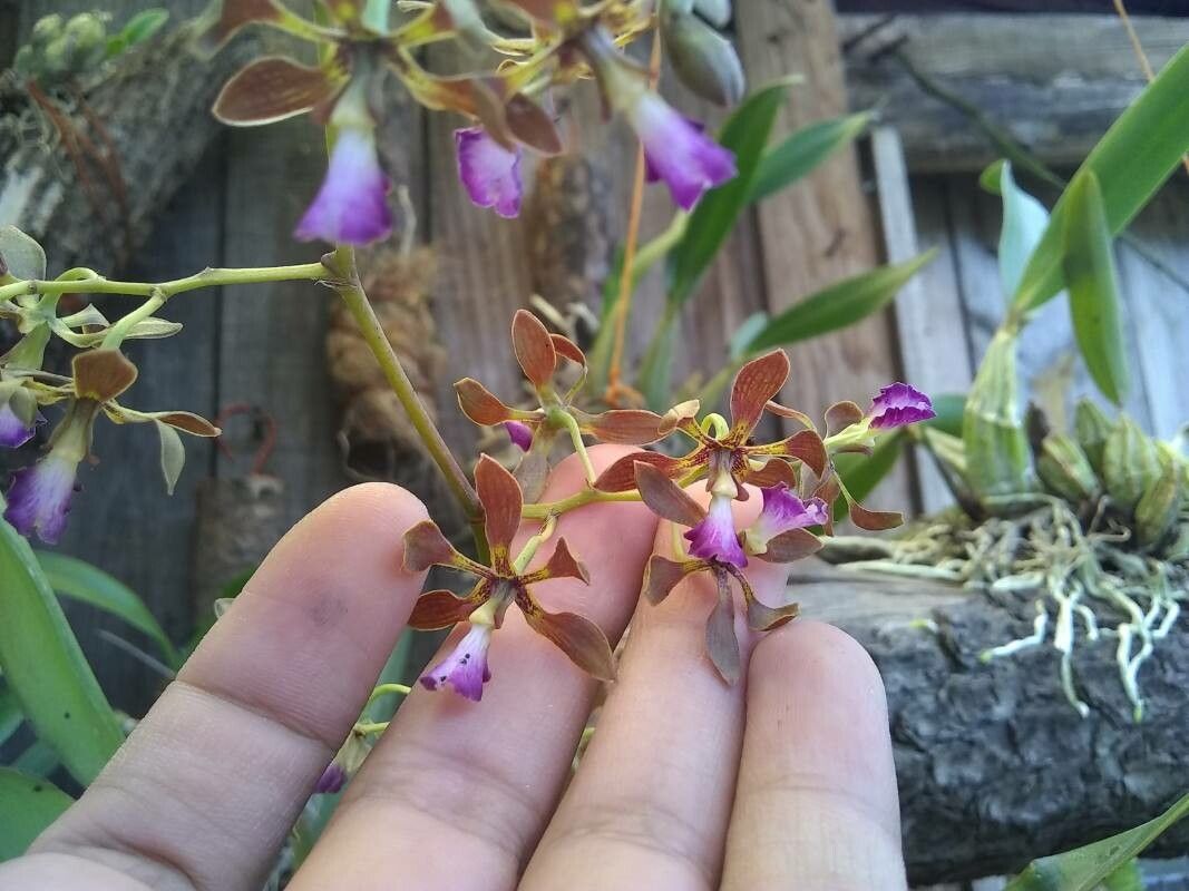 Encyclia pollardiana flower