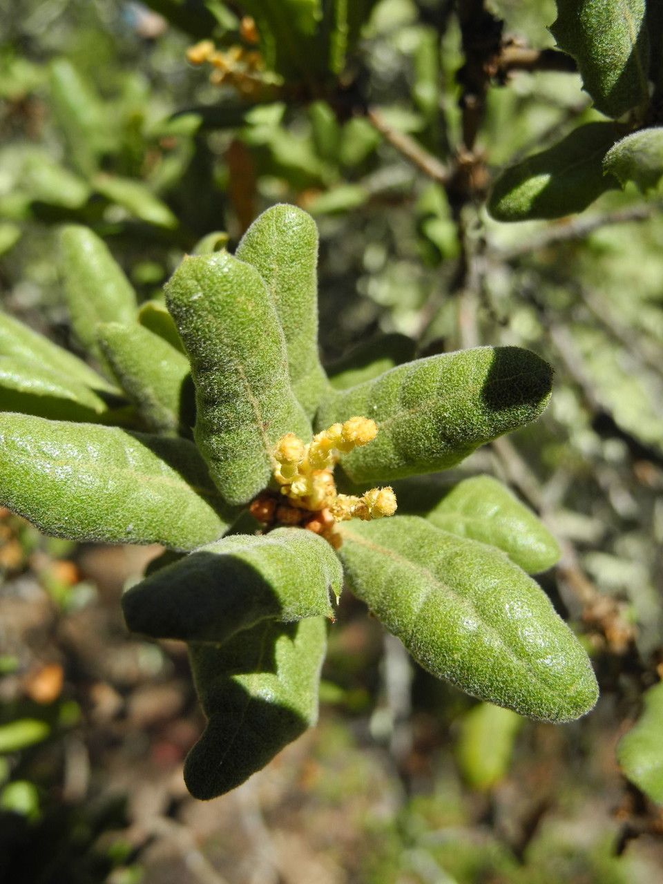 Quercus durata flower