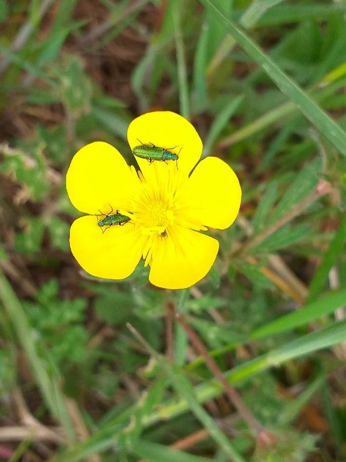 Ranunculus bulbosus flower