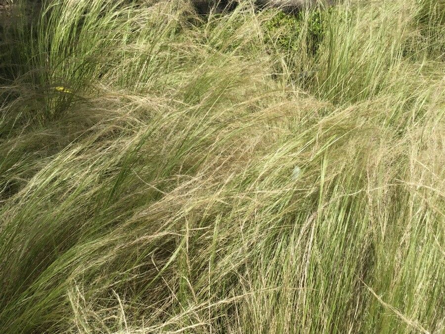 Nassella tenuissima leaf