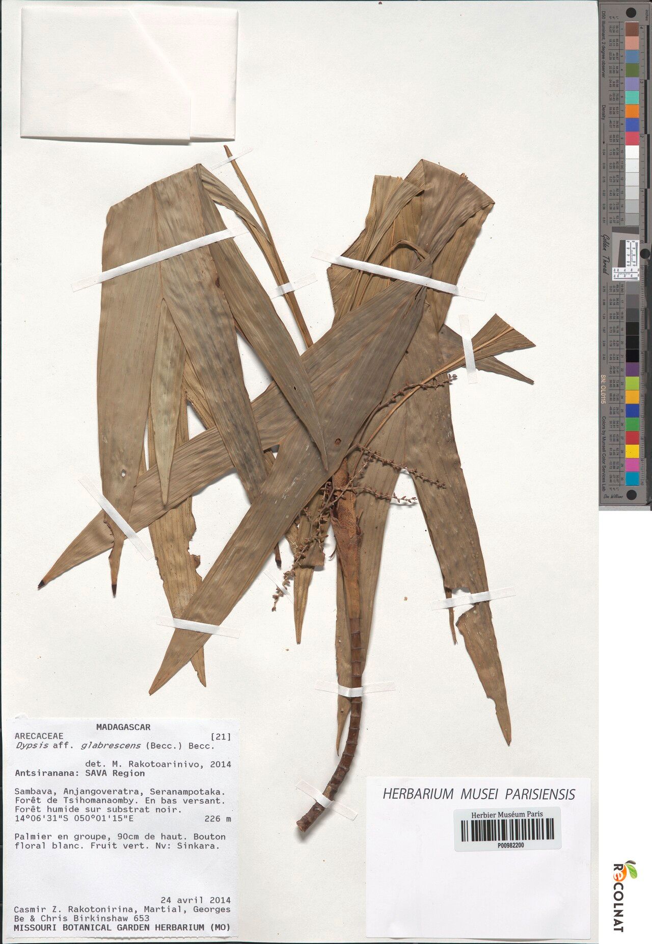 Dypsis glabrescens — houseplant care guide