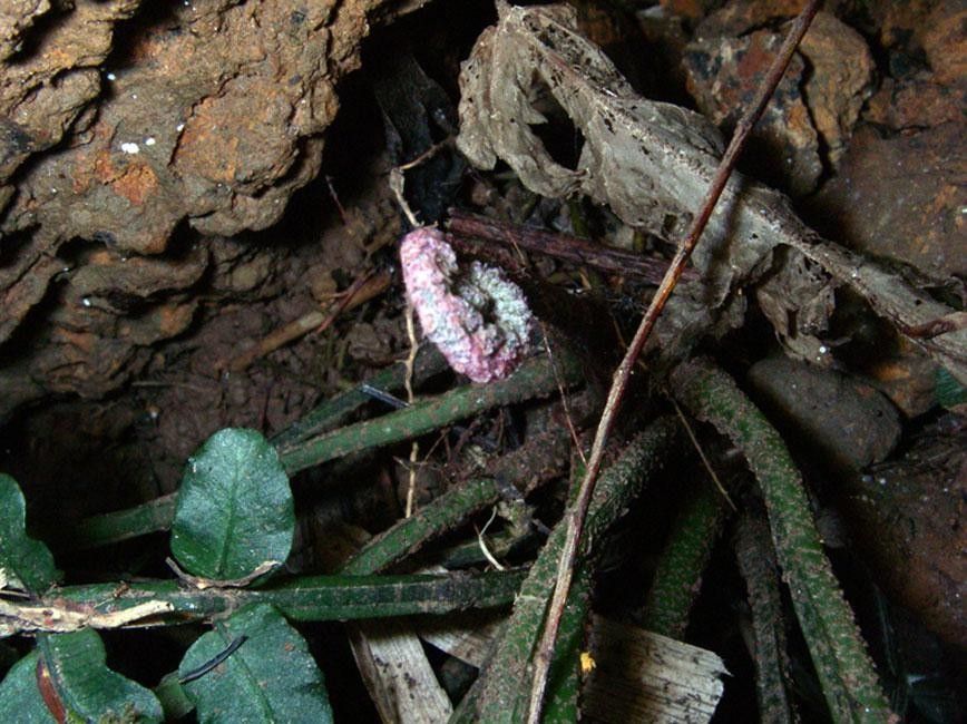 Danaea wendlandii habit