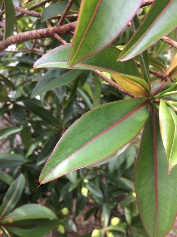 Foetidia mauritiana leaf