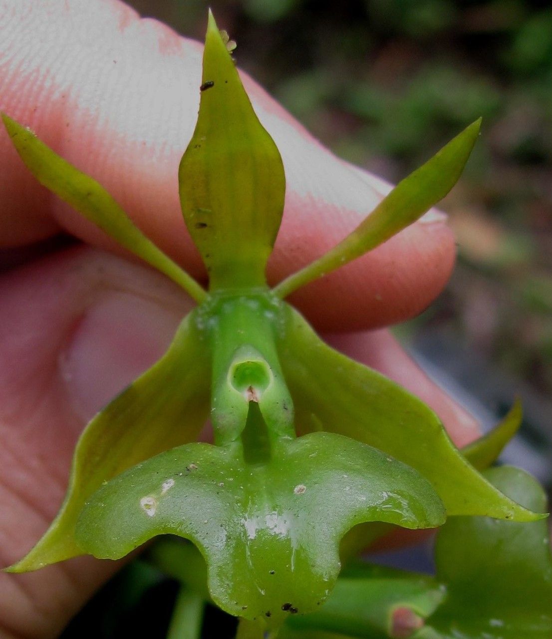 Epidendrum incomptum — search result for 'Epidendrum'