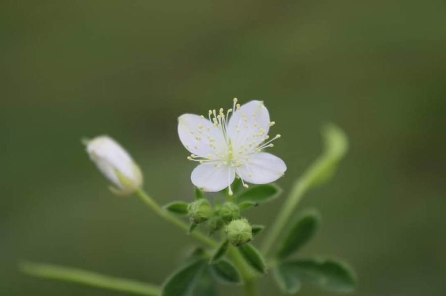 Cleome felina flower
