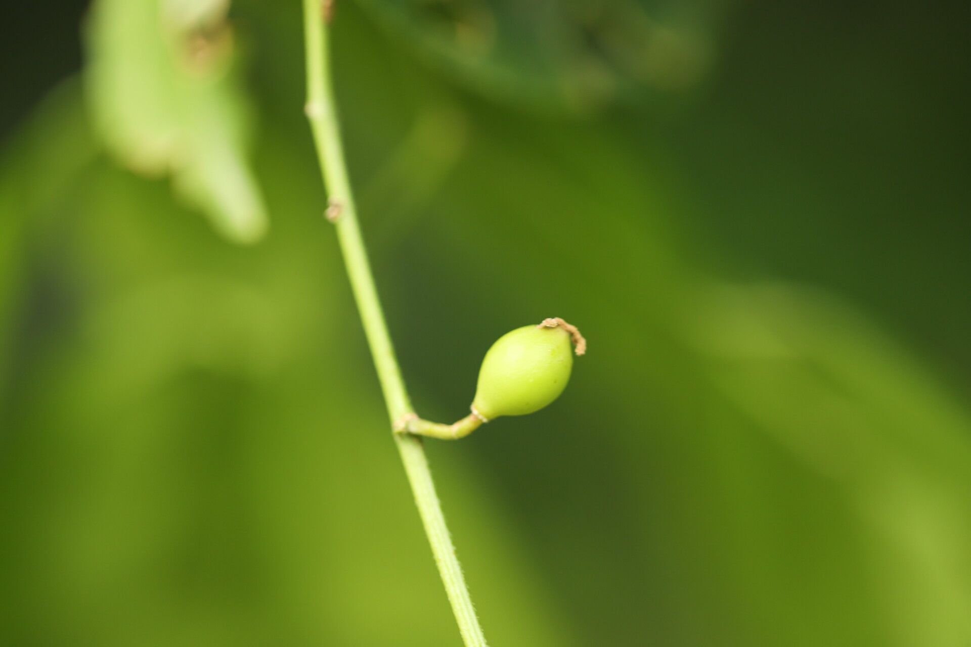 Celtis prantlii fruit