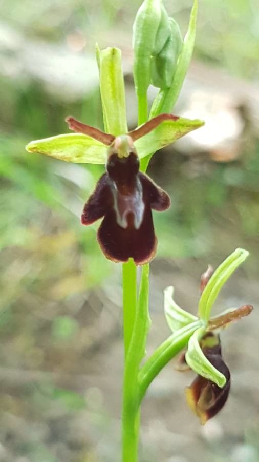 Ophrys x hybrida flower