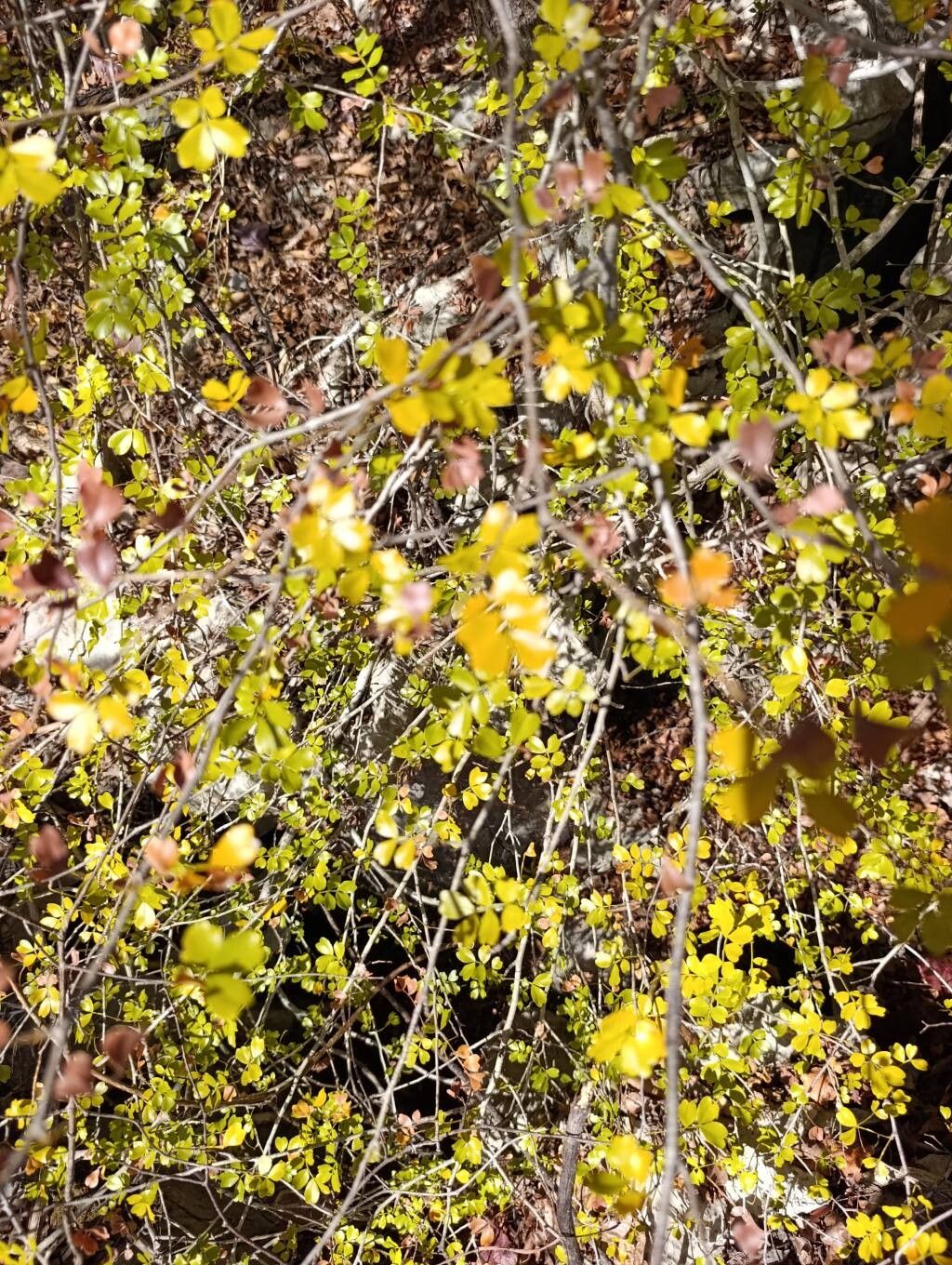 Doratoxylon chouxii habit