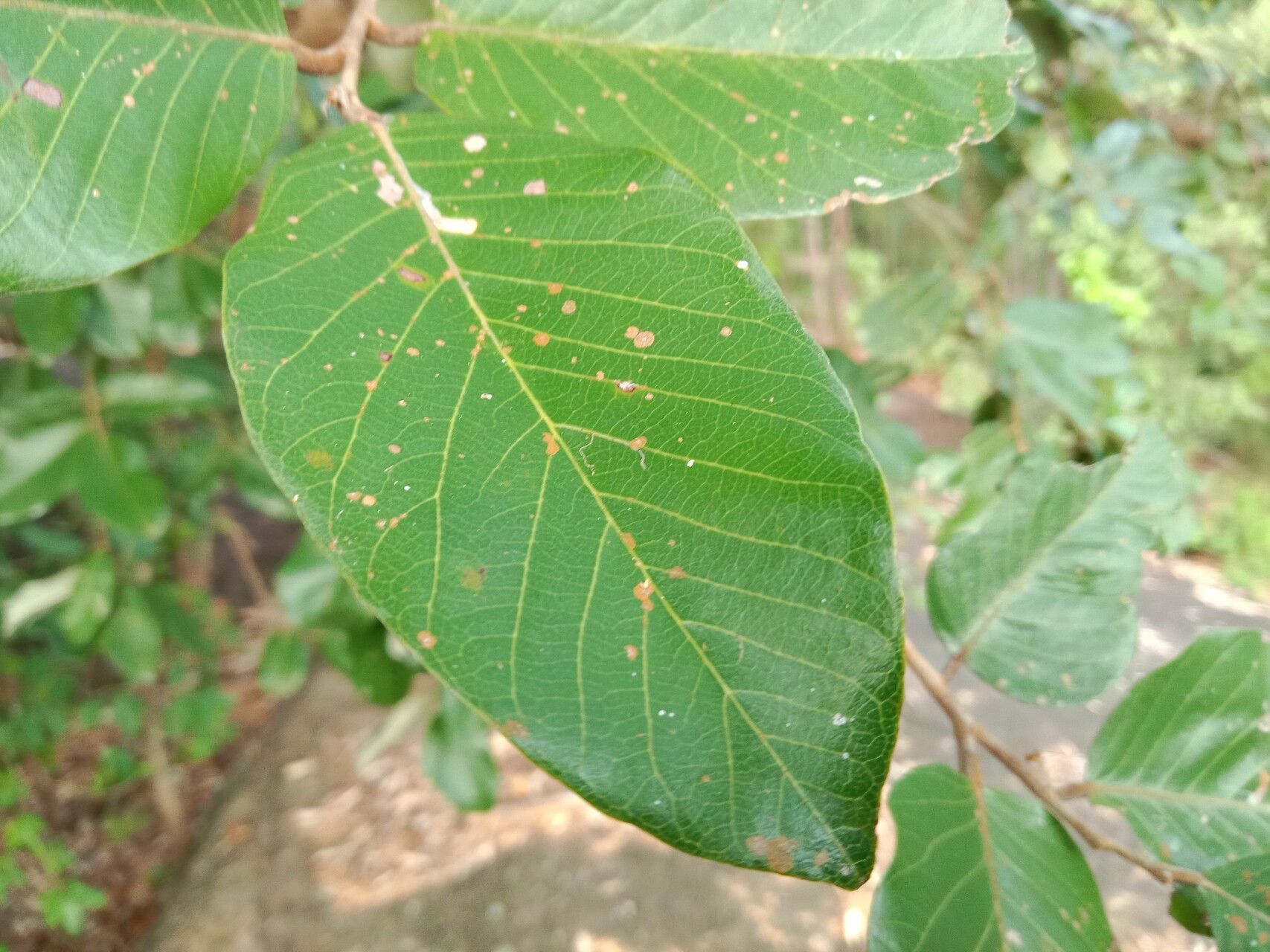 Parinari anamensis leaf