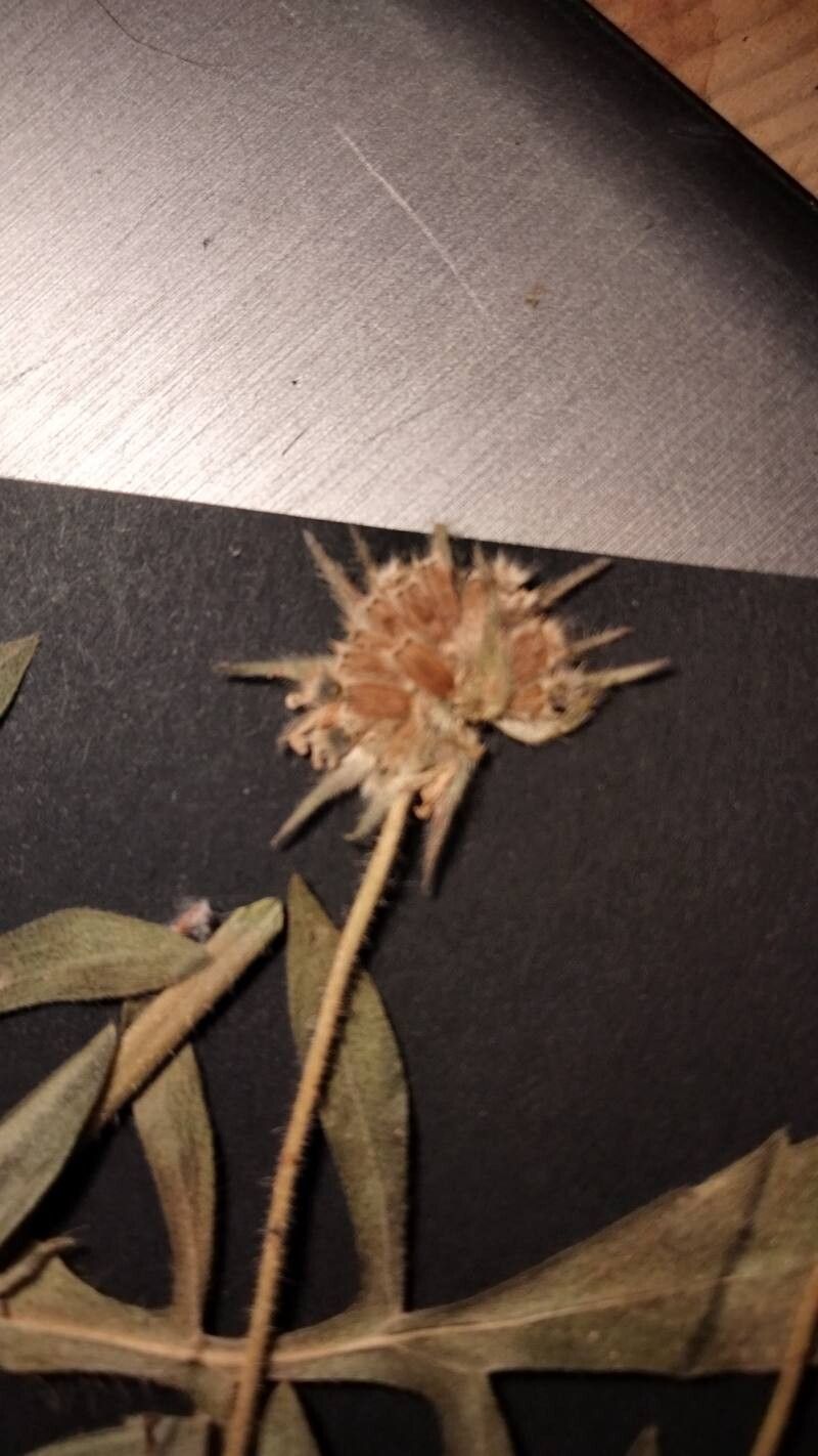 Knautia degenii fruit