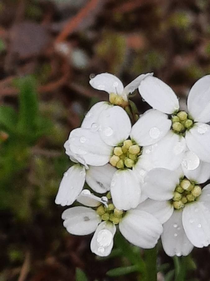 Achillea atrata flower