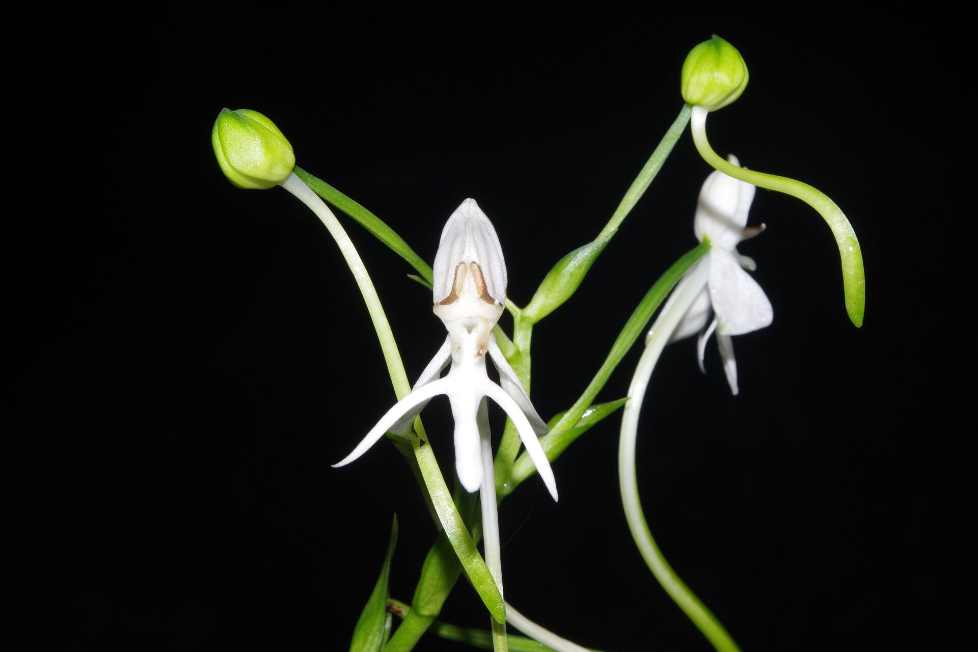 Habenaria weileriana flower