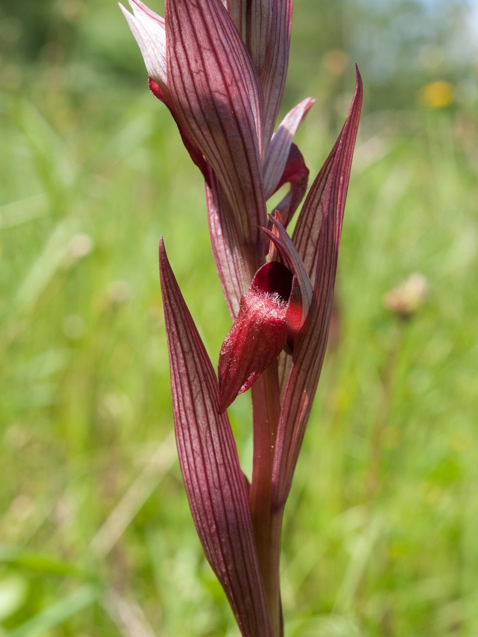 Serapias bergonii flower