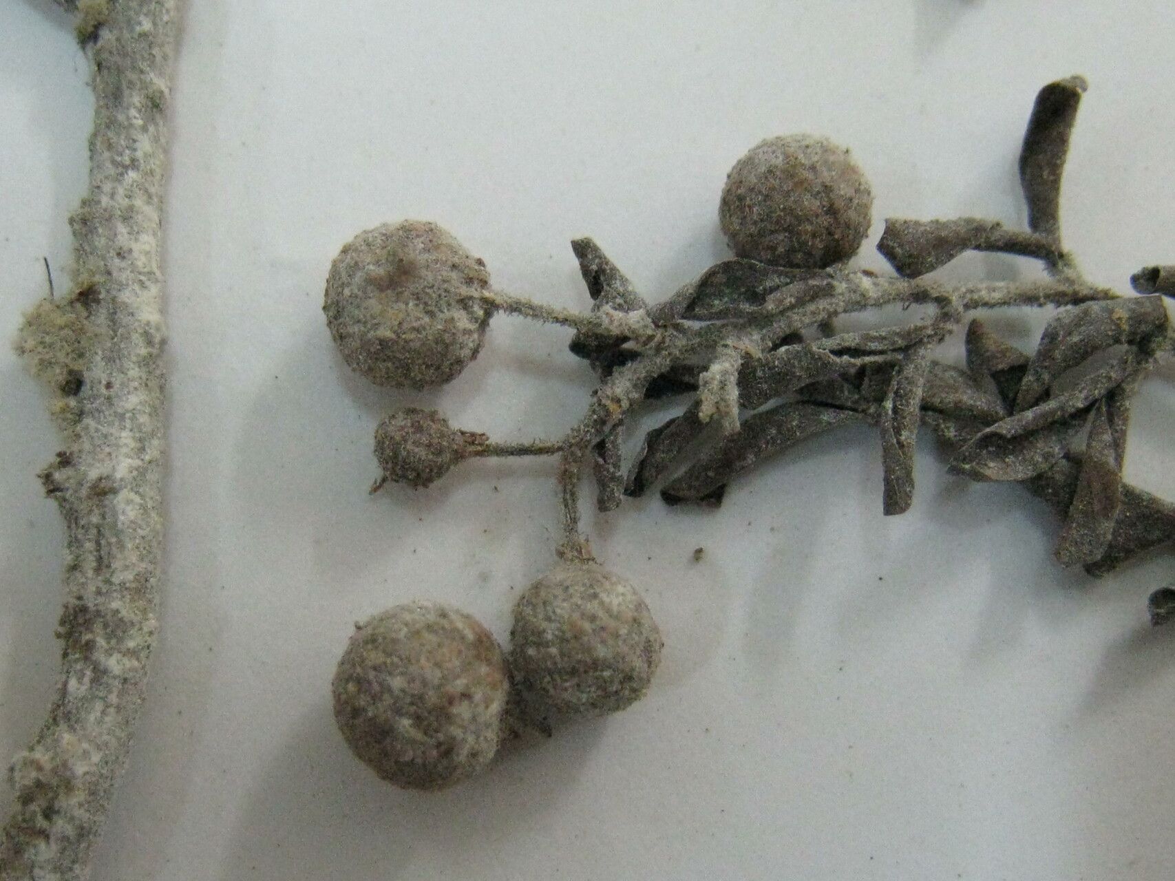 Cynometra parvifolia — houseplant care guide