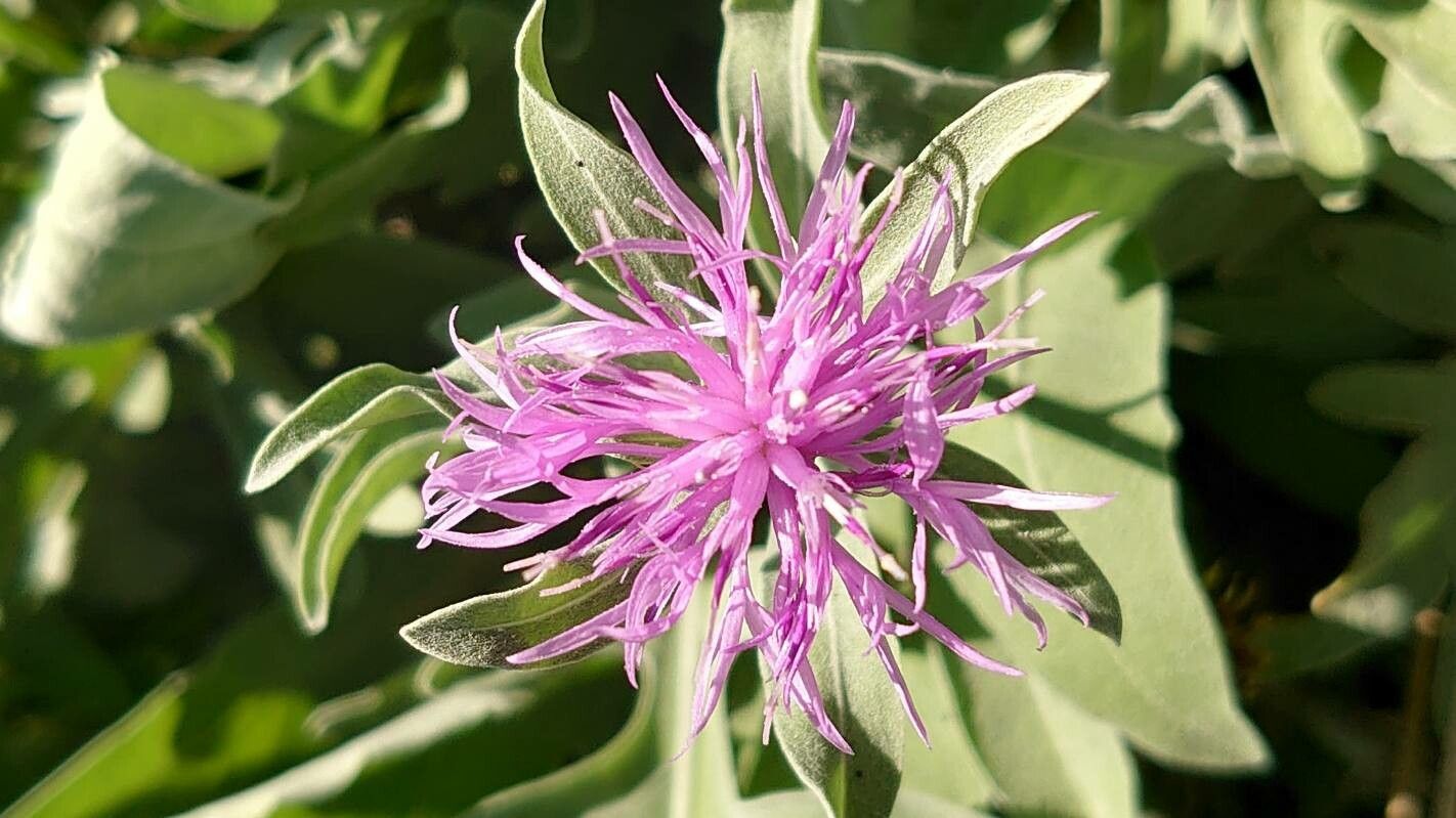 Centaurea aeolica flower